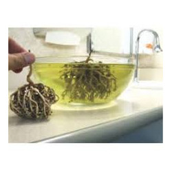 1kg Chajarat Mariam  de Médine Plante de Fertilite