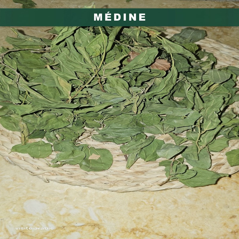 feuille  de Jujubier de Médine - Arabie Saoudite