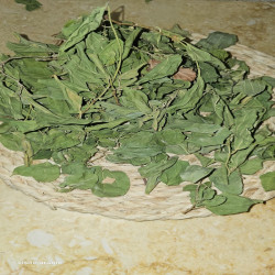 feuille  de Jujubier de Médine - Arabie Saoudite