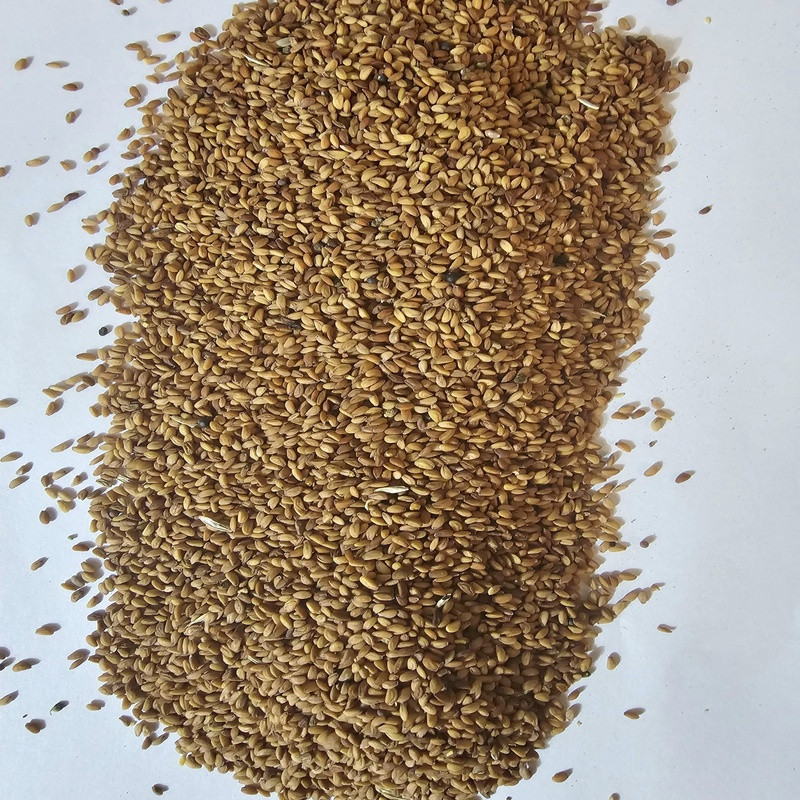 100 GRGraines de Cresson de Qassim